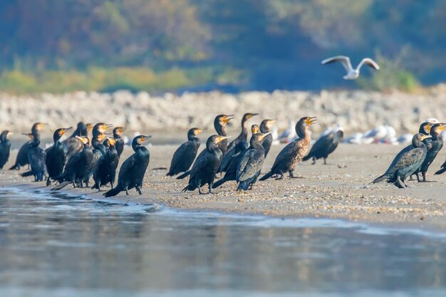 砂浜で休むカワウ Phalacrocorax carbo