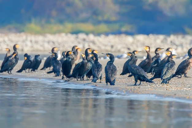 모래 해안에서 쉬고 있는 큰 가마우지(Phalacrocorax carbo)