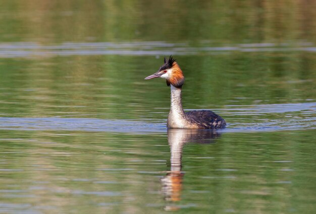 Great crested grebe Podiceps cristatus A bird floats on the morning river