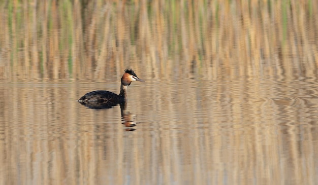 Great crested grebe Podiceps cristatus A bird floats on a river pond lake