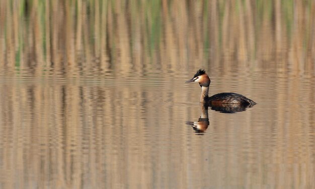 Большая хохлатая поганка Podiceps cristatus Птица плывет по речному озеру