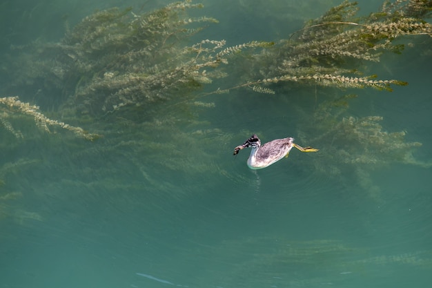 Great Crested Grebe (Podiceps cristatus) juvenile swimming in Lake Garda