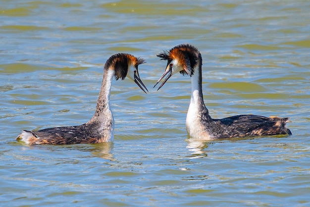 큰볏논병아리 Podiceps cristatus Aiguamolls Emporda Girona Spain에서 정교한 공통 짝짓기 전시로 유명