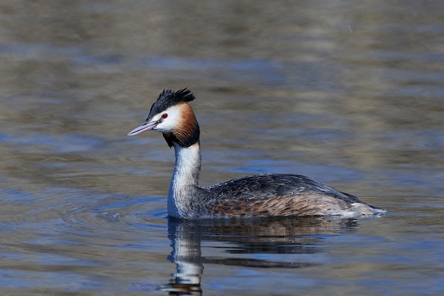 Great crested grebe (Podiceps cristatus)