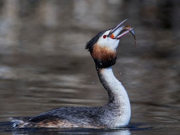 볏이있는 농 병아리 (Podiceps cristatus)