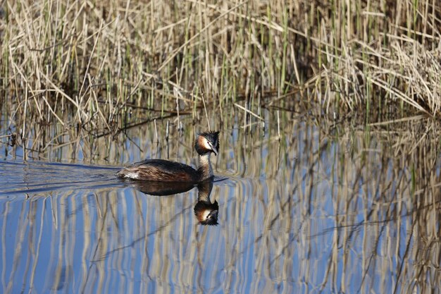 Great crested grebe swimming on a lake in Spring sunshine