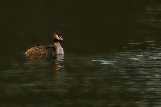 The Great Crested Grebe was Bird of the Year 2001 in Germany and Austria