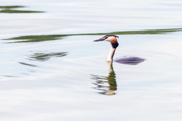 Photo great crested grebe on water podiceps cristatus