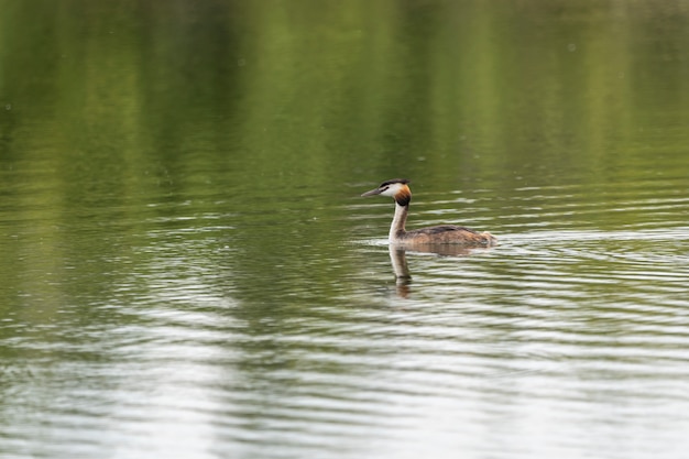 Great crested grebe in the water