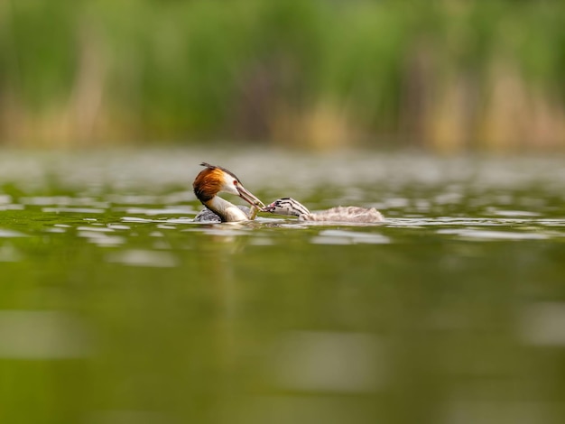 Photo great crested grebe with a youngster swim on the surface of the water green scenery