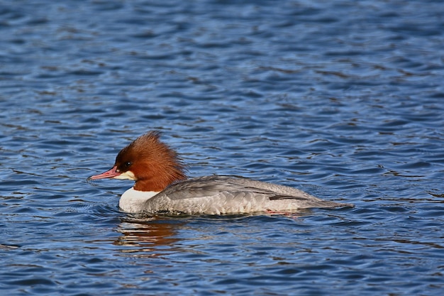 great crested grebe