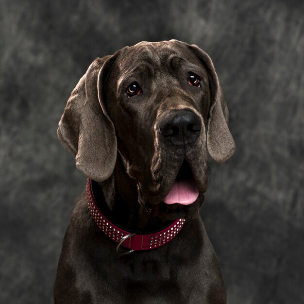 Great Dane in front of a grey wall