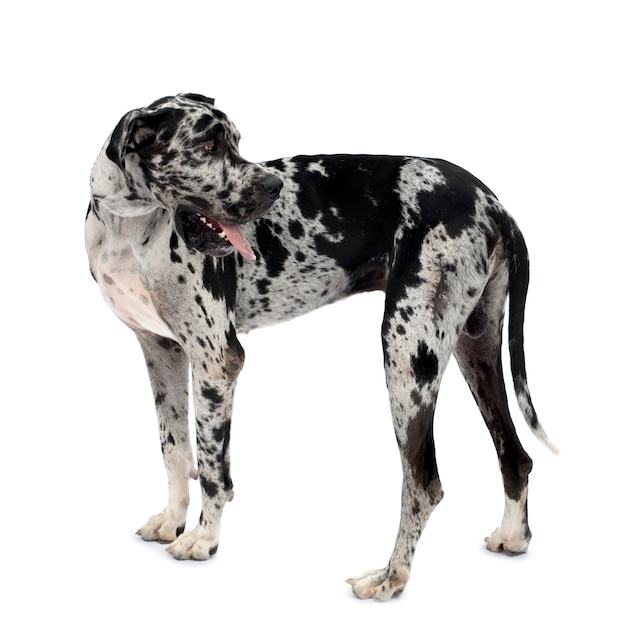 Photo great dane harlequin