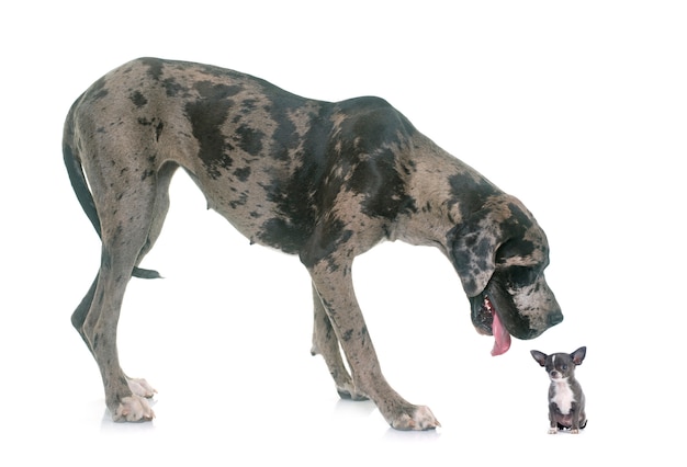 グレートデーンと子犬のチワワ