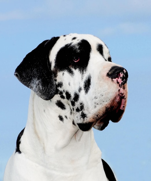 グレート・デンマークの純血犬