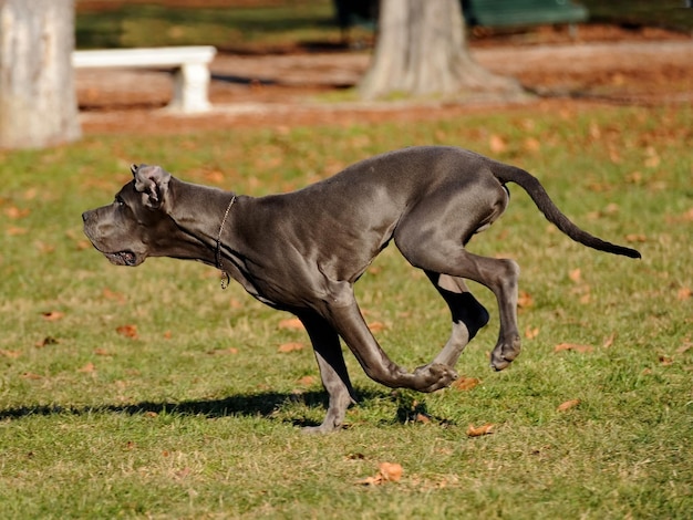 Great Dane purebred dog