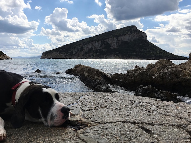 Photo great dane resting on shore against island