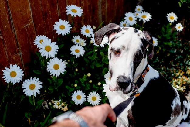 Photo great dane sitting against daisy flowers growing in yard