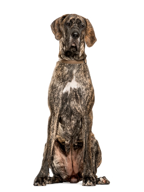 Great Dane sitting, isolated on white