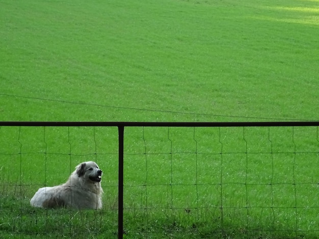 写真 羊の野原を守る偉大な犬