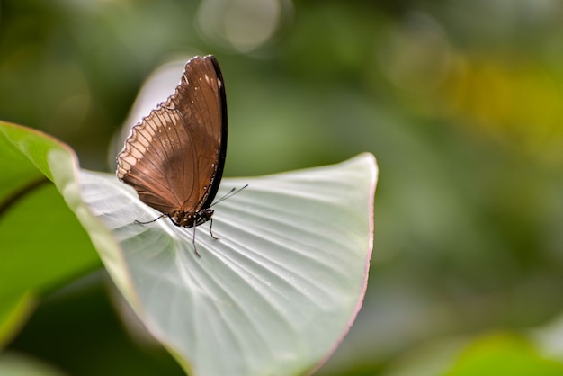 Great Eggfly Butterfly (Hypolimnas bolina)