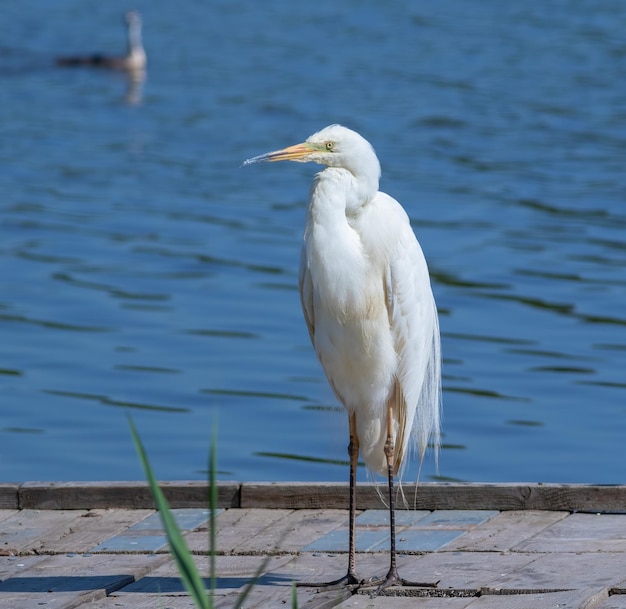 사진 중대 백로 ardea alba 새가 강둑에 있는 나무 다리에 서 있습니다.