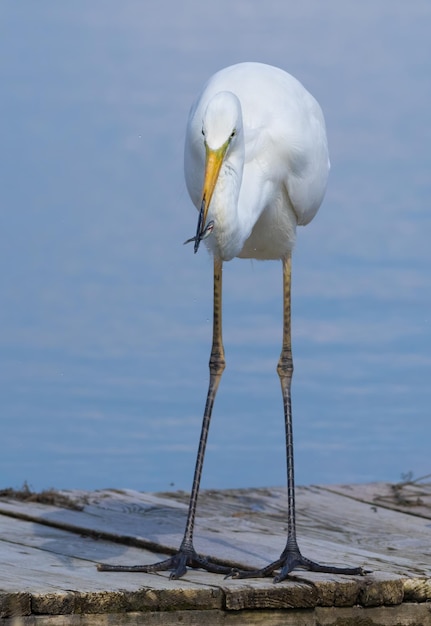 ダイサギ アルデーア アルバ くちばしに魚をくわえて川のほとりに立つ美しい鳥