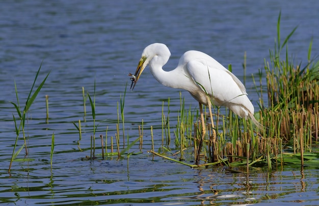 Большая белая цапля Ardea alba Красивая птица, стоящая на берегу реки с рыбой в клюве