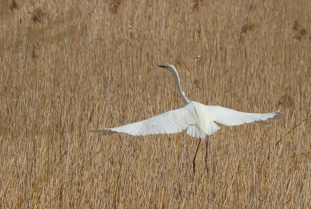 Great egret Ardea alba A bird flies over a thicket of reeds on a riverbank