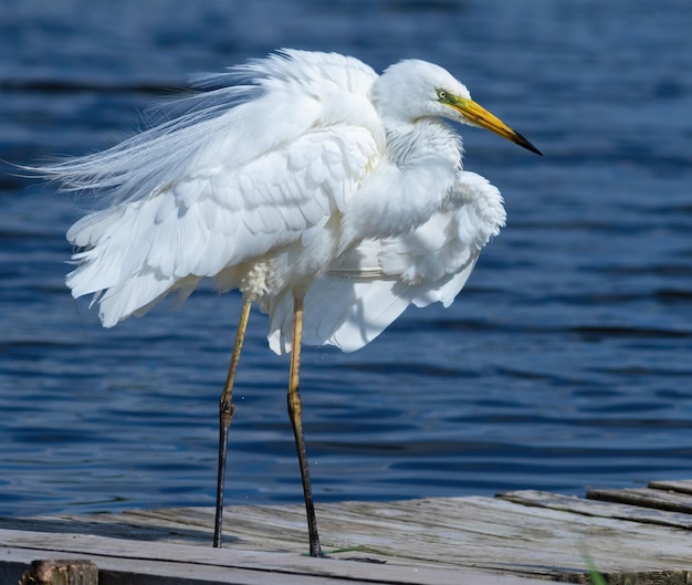 Great egret Ardea alba The bird shakes and spreads its feathers