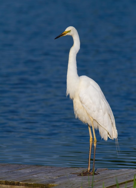 중대 백로 Ardea alba 새가 먹이를 기다리는 강둑에 서 있습니다.