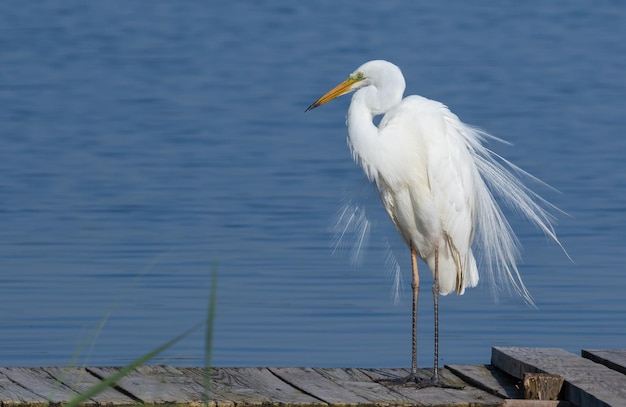 Great egret Ardea alba A bird stands on a wooden bridge near the river spreading its feathers