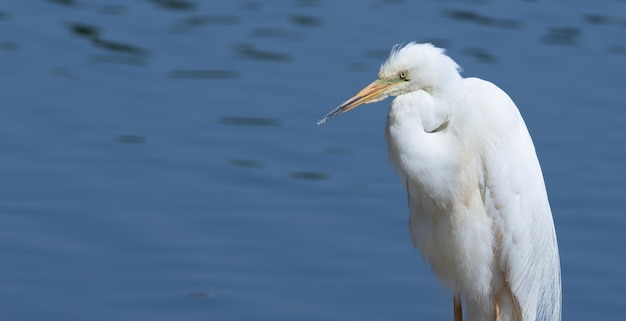 Большая белая цапля Ardea alba Крупный план птицы на фоне реки