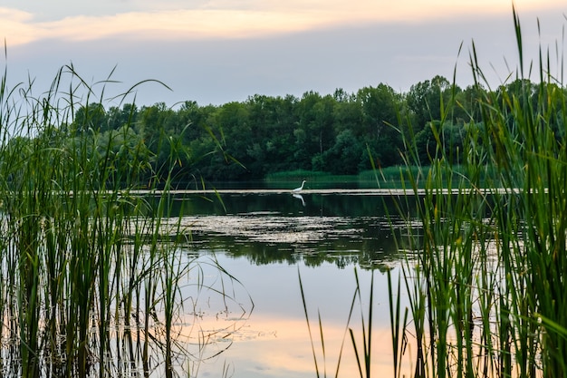 Great egret (ardea alba) on a river Dnieper