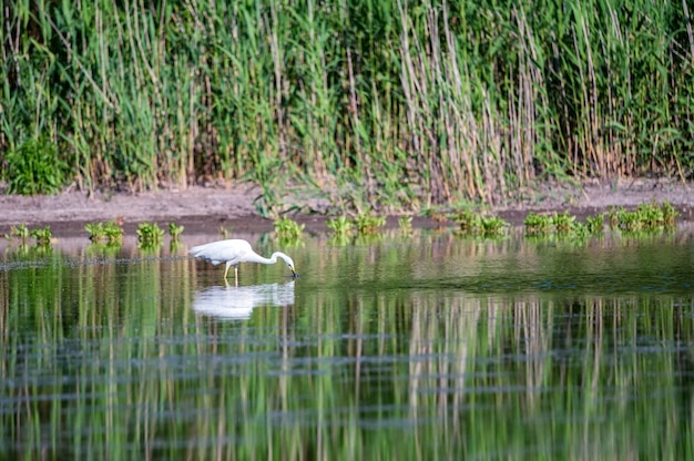 Great egret or Ardea alba stays in water