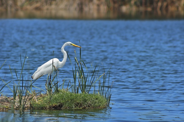 Большая белая цапля (Ardea alba)