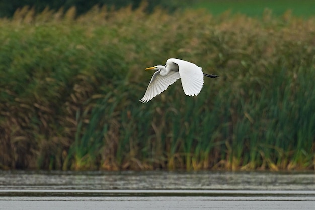Photo great egret ardea alba