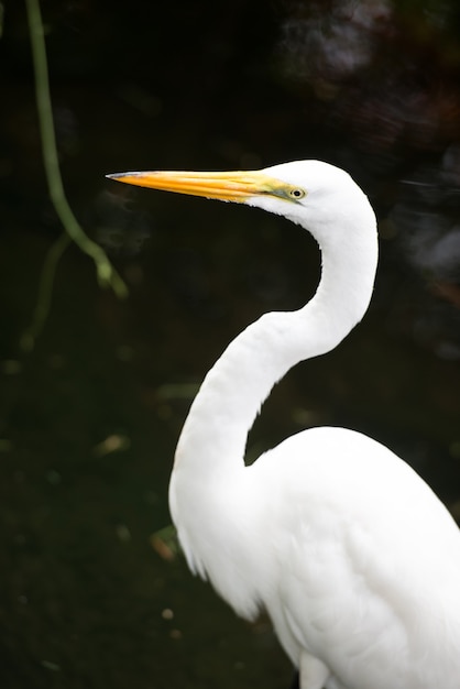 Great Egret on the background of a green grass.