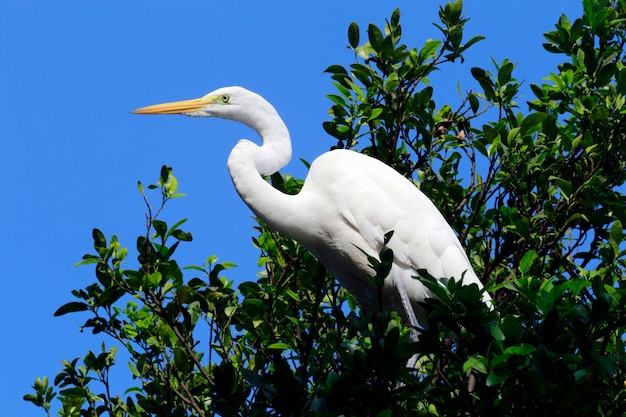 Primo piano dell'airone bianco nel suo habitat naturale