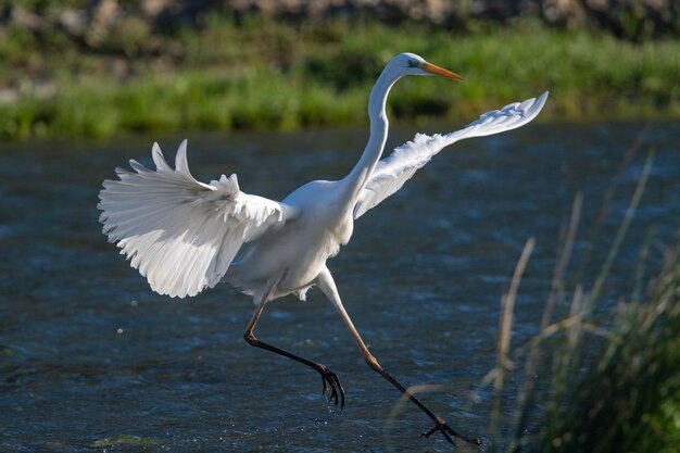 Great egret common egret large egret great white egret or great white heron Ardea alba Malaga