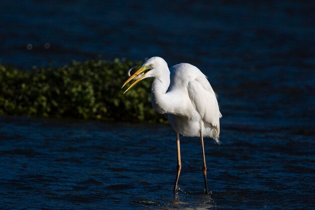 Great egret common egret large egret great white egret or great\
white heron ardea alba malaga