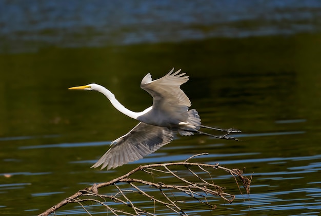 Airone bianco maggiore in volo su un lago vicino a mansfield georgia