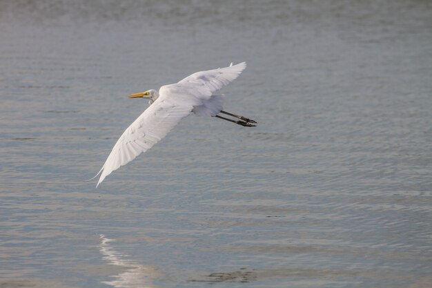 Great Egret flying in nature