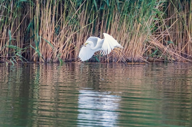 Airone bianco maggiore che vola con pesce nel becco (ardea alba) fauna selvatica