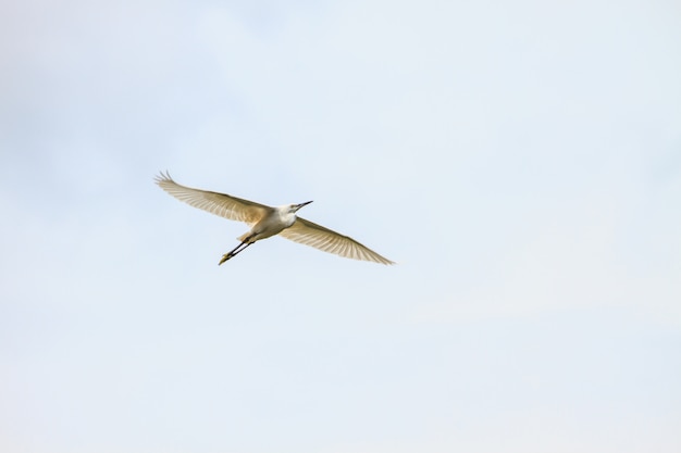 Great Egret Flying