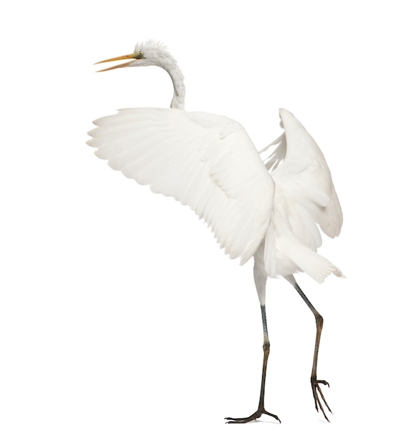 Great Egret or Great White Egret or Common Egret, Ardea alba, standing in front of white background