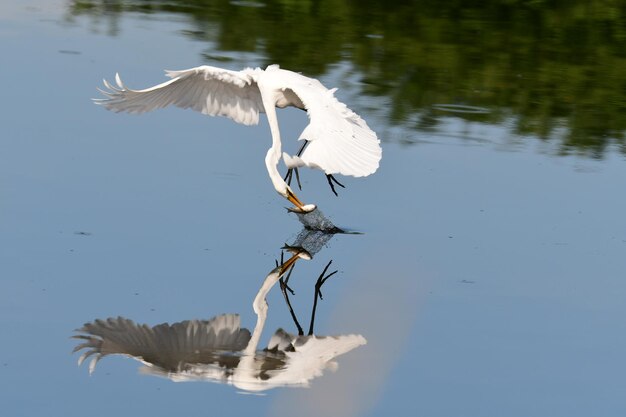 Photo great egret hunting fish from lake