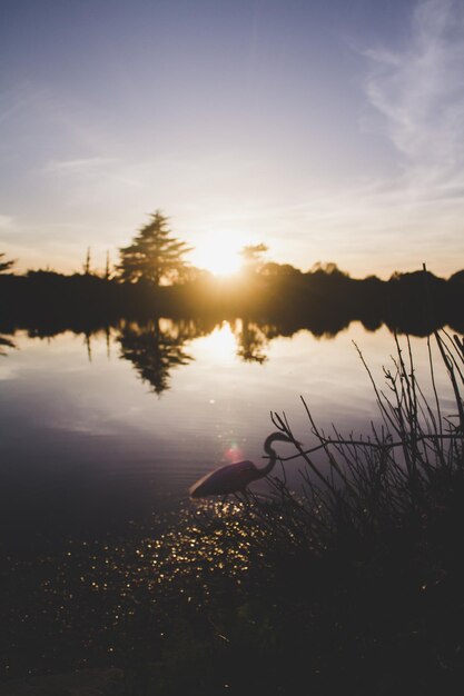 Photo great egret in lake during sunset