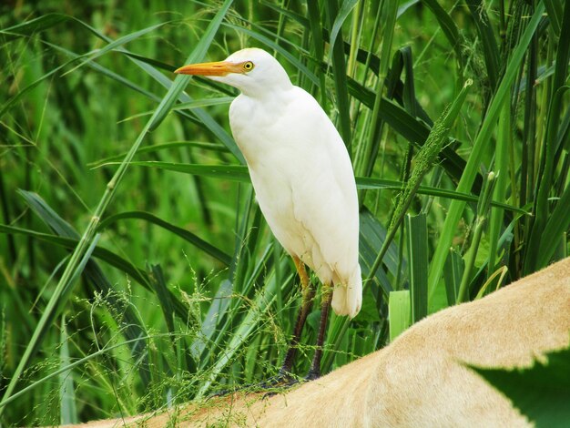 Great egret perching on plant in forest