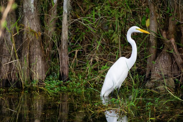 The great egret sitting in water